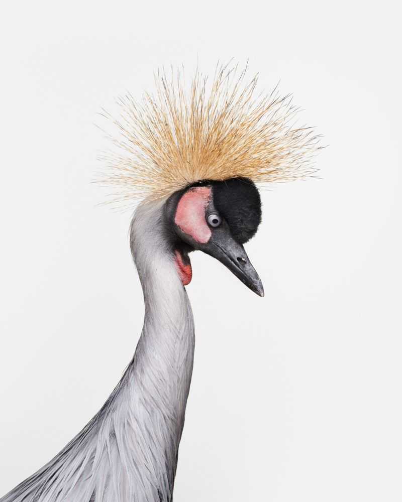 Randal Ford, ‘African Crane No. 3 (Small)’, 2018, Print, Digital C-Print on Archival Photographic Paper, null, 