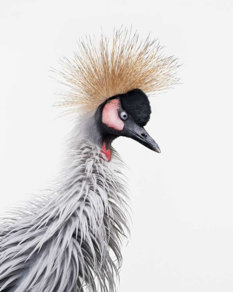 Randal Ford, ‘African Crane No. 4 (Small)’, 2018, Print, Digital C-Print on Archival Photographic Paper, null, 