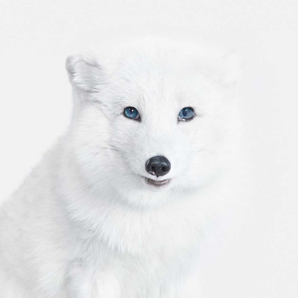 Randal Ford, ‘Arctic Fox No. 2 (Medium)’, 2018, Print, Digital C-Print on Archival Photographic Paper, null, 