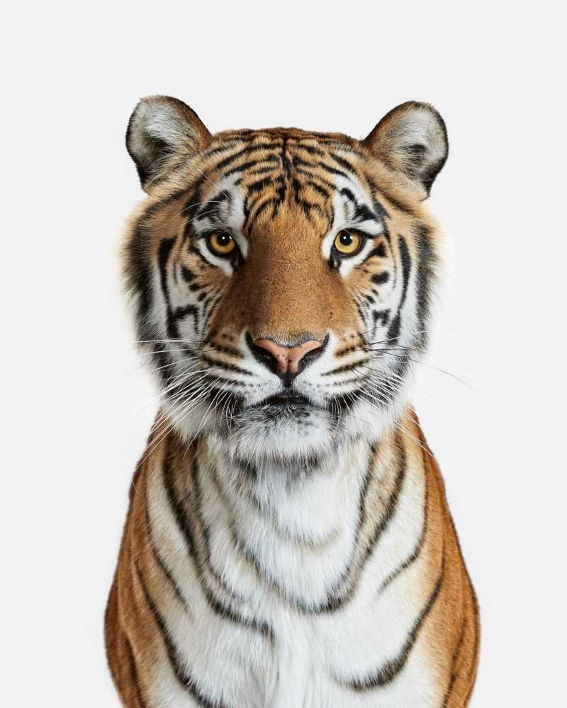 Randal Ford, ‘Bengal Tiger No. 1 (Medium)’, 2018, Print, Digital C-Print on Archival Photographic Paper, null, 