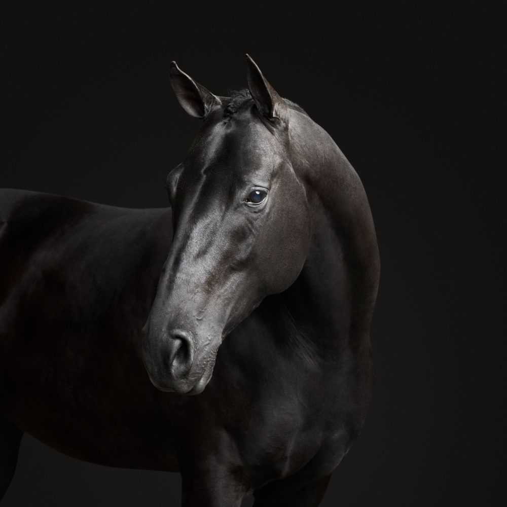 Randal Ford, ‘Black Horse No. 2 (Small)’, 2018, Print, Digital C-Print on Archival Photographic Paper, null, 