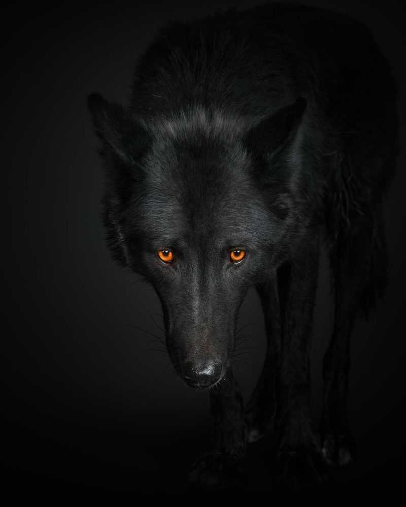 Randal Ford, ‘Black Wolf No. 1 (Medium)’, 2018, Print, Digital C-Print on Archival Photographic Paper, null, 