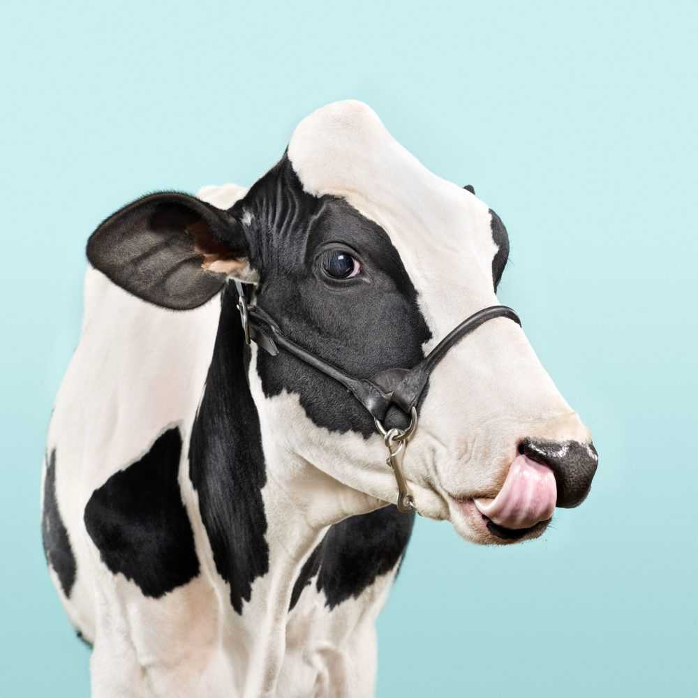 Randal Ford, ‘Blue Cow (Small)’, 2018, Print, Digital C-Print on Archival Photographic Paper, null, 