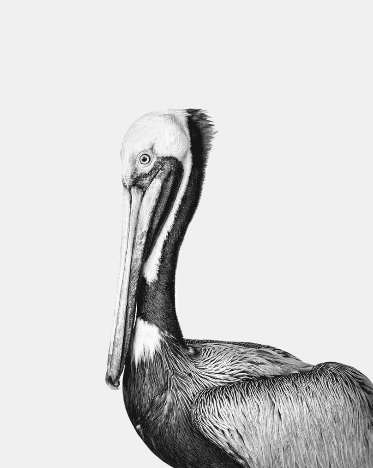 Randal Ford, ‘Brown Pelican (BW) (Medium)’, 2024, Print, Digital C-Print on Archival Photographic Paper, null, 