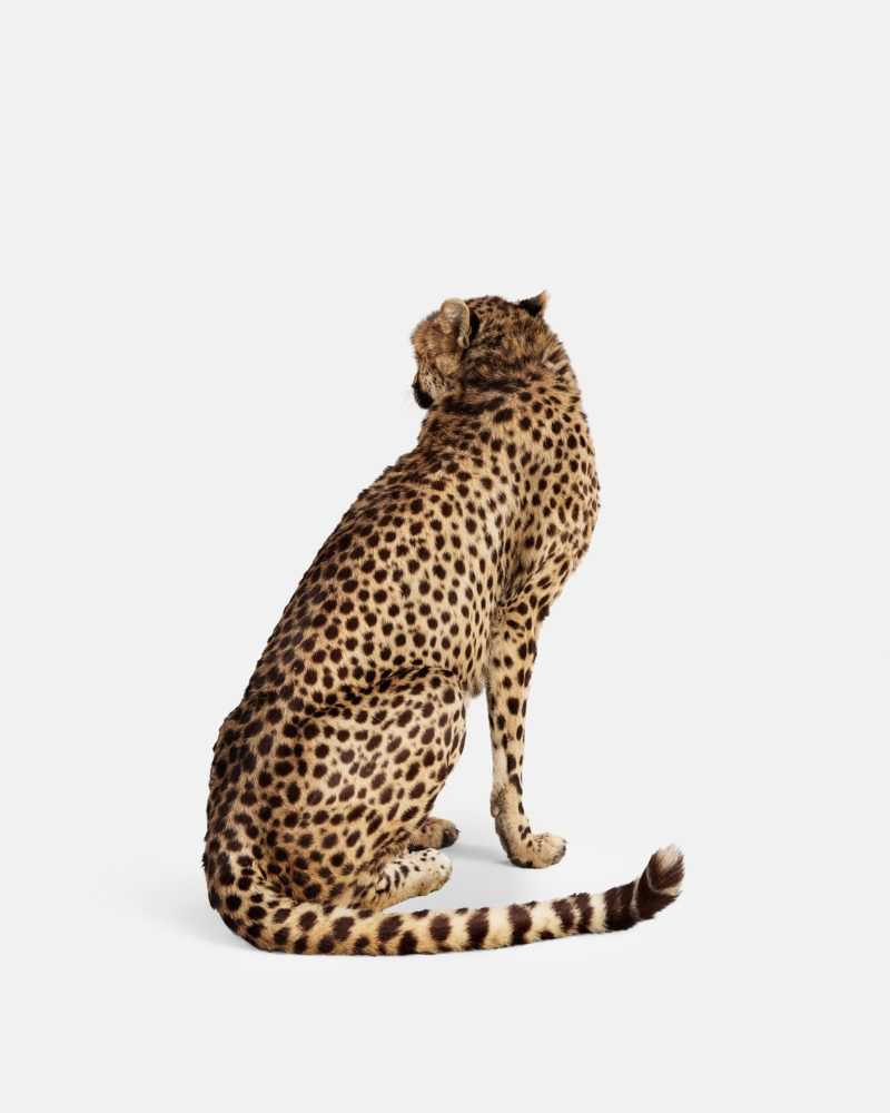 Randal Ford, ‘Cheetah No. 2 (Medium)’, 2018, Print, Digital C-Print on Archival Photographic Paper, null, 