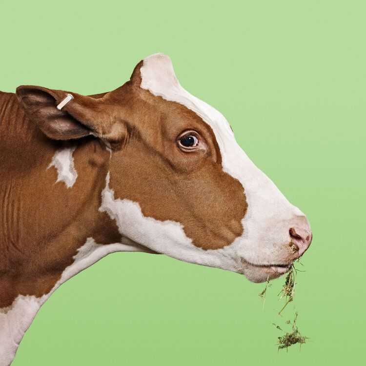 Randal Ford, ‘Cow on Green (Medium)’, 2018, Print, Digital C-Print on Archival Photographic Paper, null, 