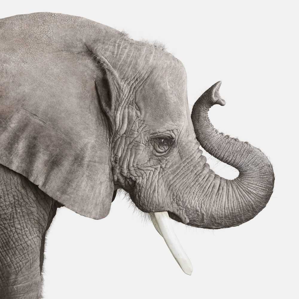 Randal Ford, ‘Elephant No. 2 (Large)’, 2018, Print, Digital C-Print on Archival Photographic Paper, null, 