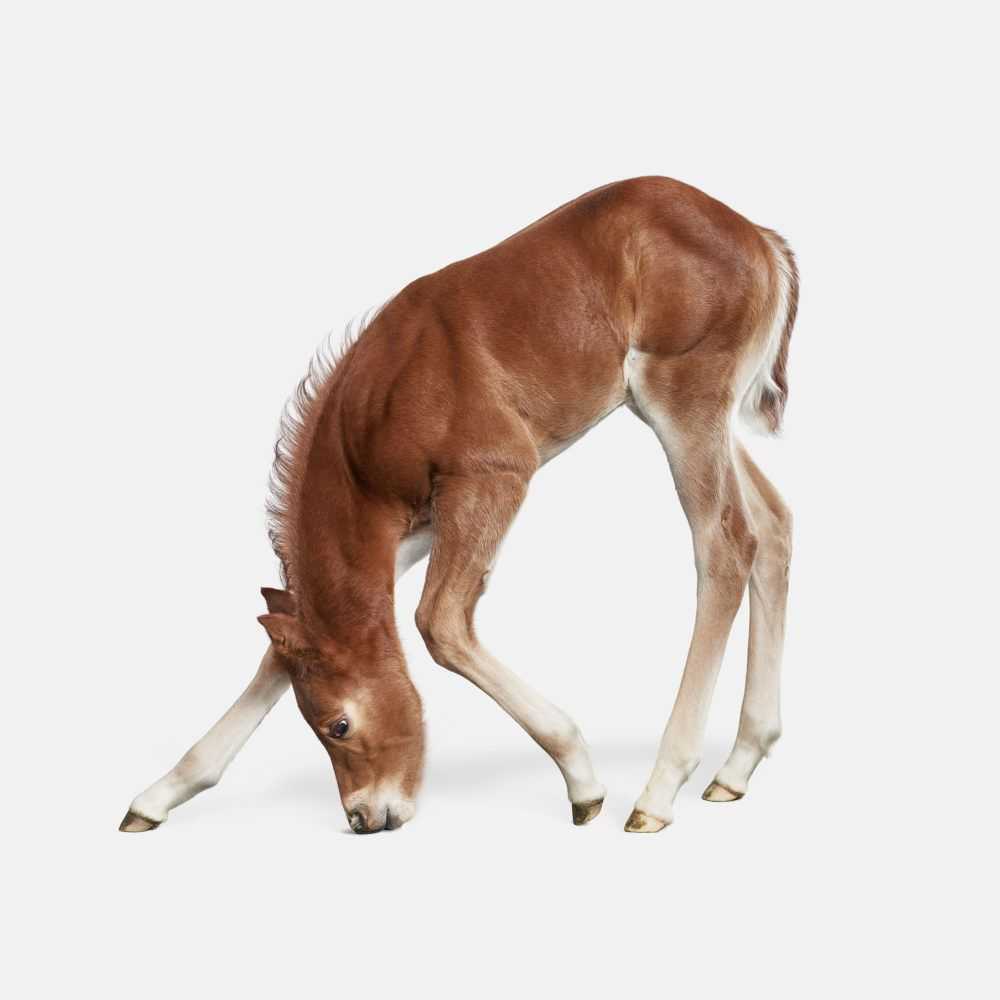 Randal Ford, ‘Foal No. 2 (Large)’, 2018, Print, Digital C-Print on Archival Photographic Paper, null, 