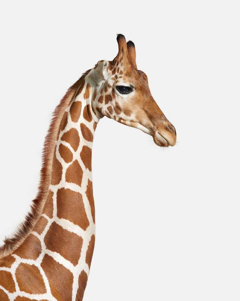 Randal Ford, ‘Giraffe No. 1 (Small)’, 2018, Print, Digital C-Print on Archival Photographic Paper, null, 