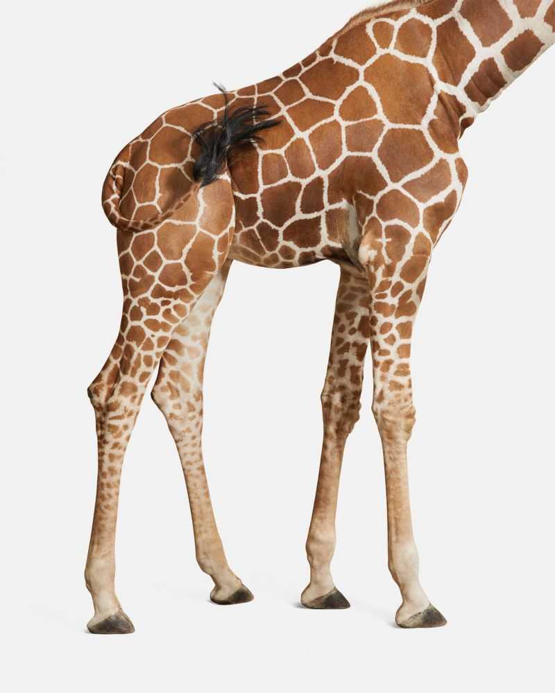 Randal Ford, ‘Giraffe No. 3 (Small)’, 2018, Print, Digital C-Print on Archival Photographic Paper, null, 