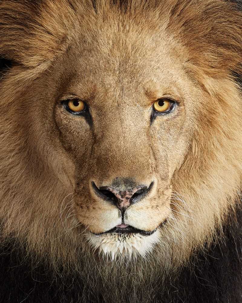 Randal Ford, ‘Lion No. 1 (Large)’, 2018, Print, Digital C-Print on Archival Photographic Paper, null, 