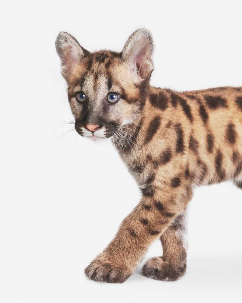 Randal Ford, ‘Mountain Lion Cub (Small)’, 2018, Print, Digital C-Print on Archival Photographic Paper, null, 