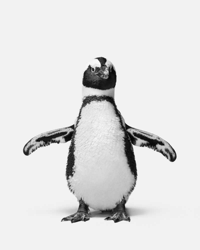 Randal Ford, ‘Penguin No. 1 (Large)’, 2018, Print, Digital C-Print on Archival Photographic Paper, null, 