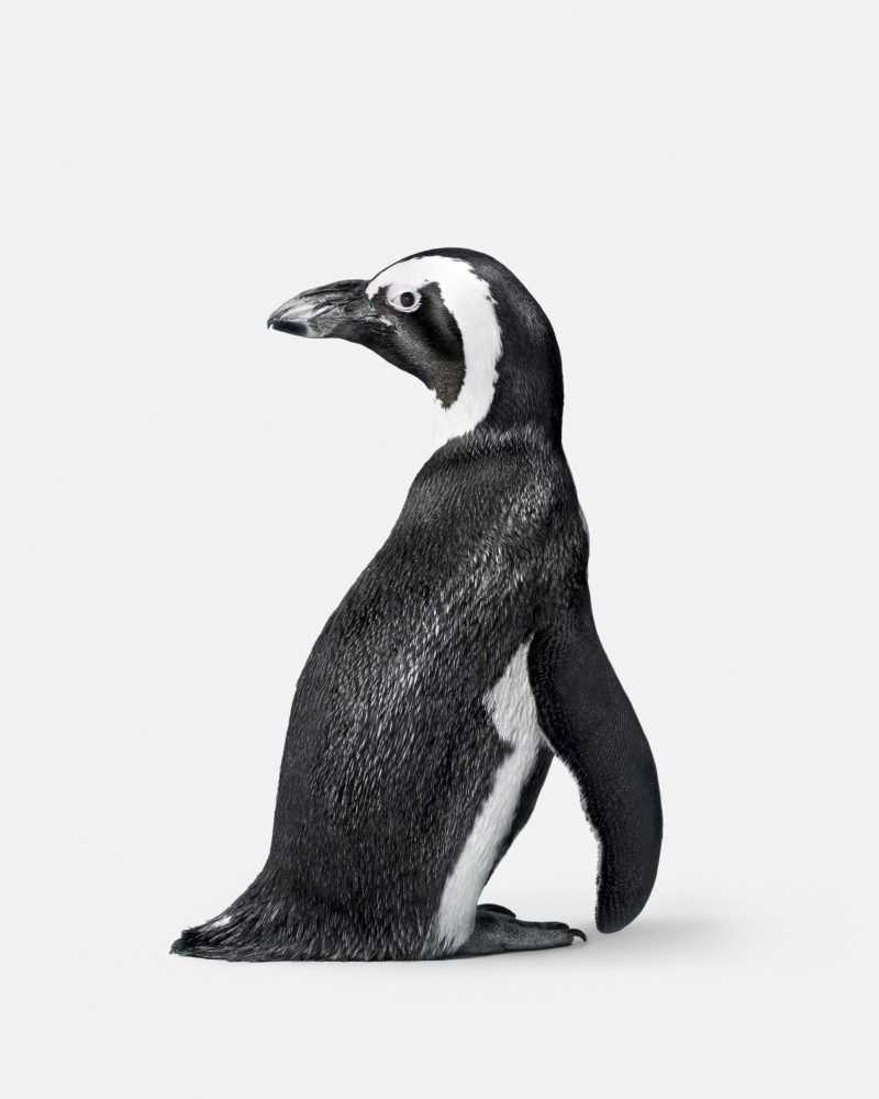 Randal Ford, ‘Penguin No. 2 (Medium)’, 2018, Print, Digital C-Print on Archival Photographic Paper, null, 