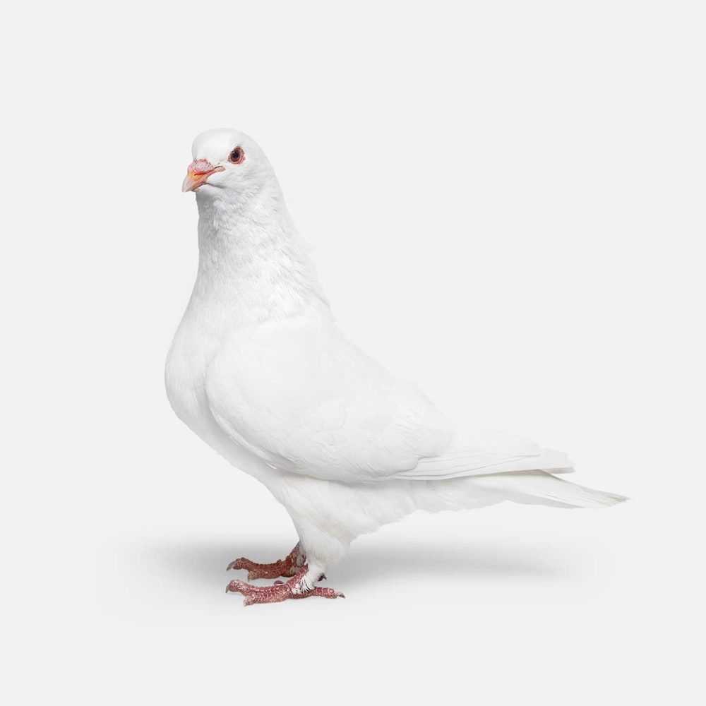 Randal Ford, ‘Pigeon No. 1 (Medium)’, 2018, Print, Digital C-Print on Archival Photographic Paper, null, 