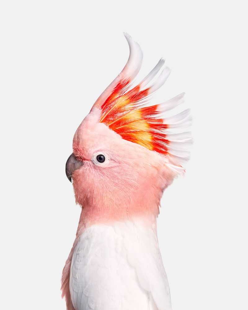 Randal Ford, ‘Pink Cockatoo (Large)’, 2018, Print, Digital C-Print on Archival Photographic Paper, null, 