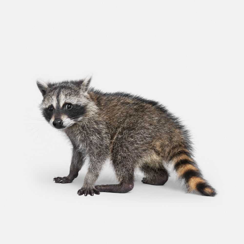 Randal Ford, ‘Racoon Baby (Small)’, 2018, Print, Digital C-Print on Archival Photographic Paper, null, 