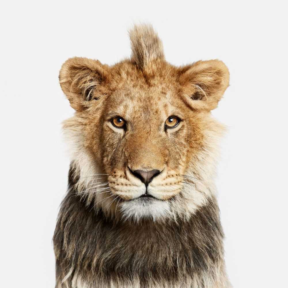 Randal Ford, ‘Young Lion (Large)’, 2018, Print, Digital C-Print on Archival Photographic Paper, null, 