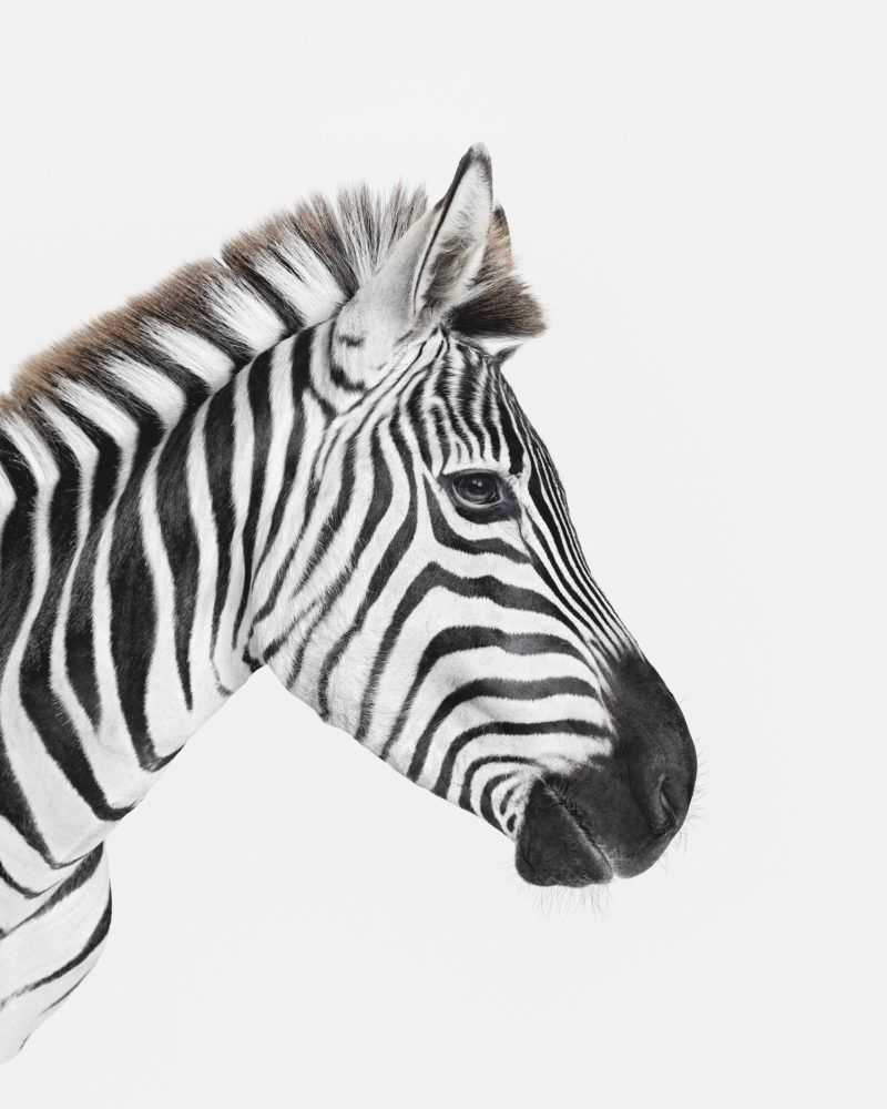 Randal Ford, ‘Zebra Profile (Medium)’, 2018, Print, Digital C-Print on Archival Photographic Paper, null, 