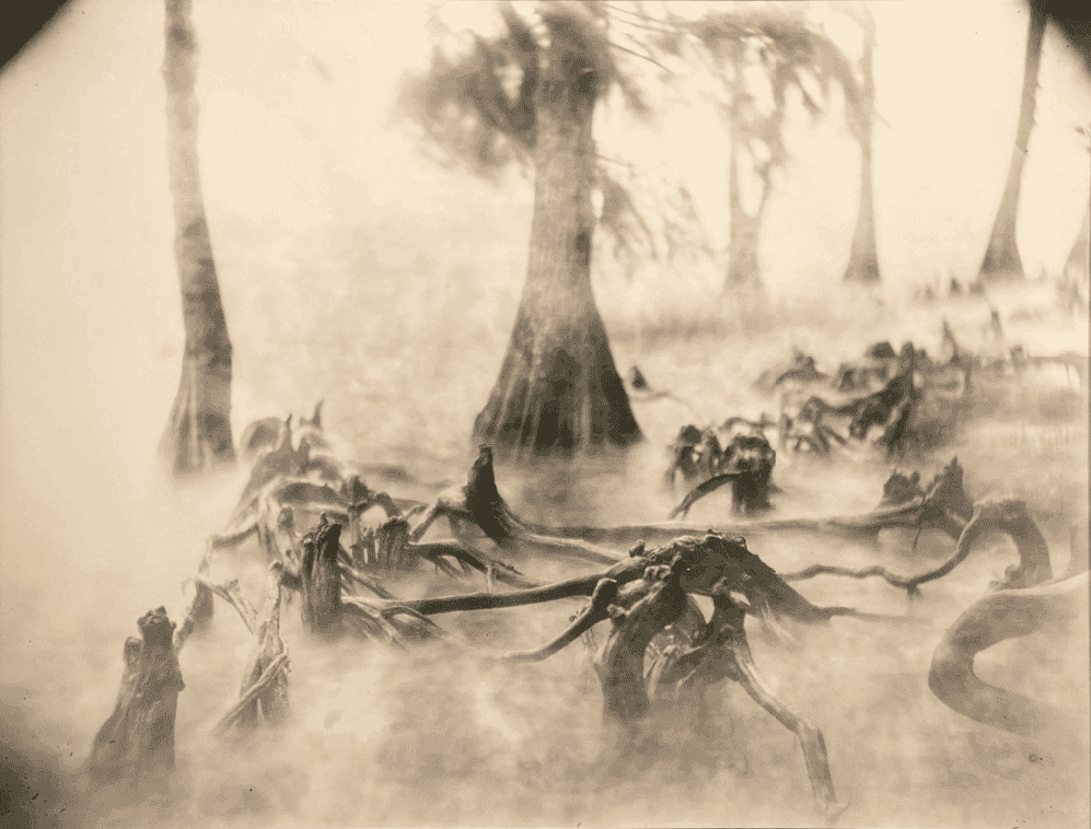 Sally Mann, ‘Deep South, Untitled (Swamp Bones)’, 1998, Print, Gelatin silver enlargement print toned with tea, null, 