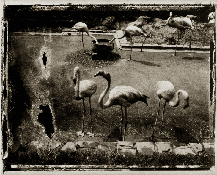 Sarah Moon, ‘Anvers (Antwerp)’, 1990, Print, Gelatin silver print from Polaroid Type 665 Positive/Negative film, null, Numbered, Dated