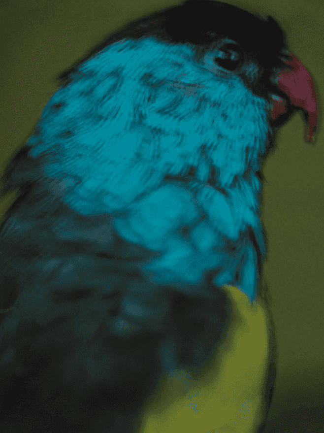 Sarah Moon, ‘Oiseau des îles’, 2003, Print, Colour pigment print, null, Numbered