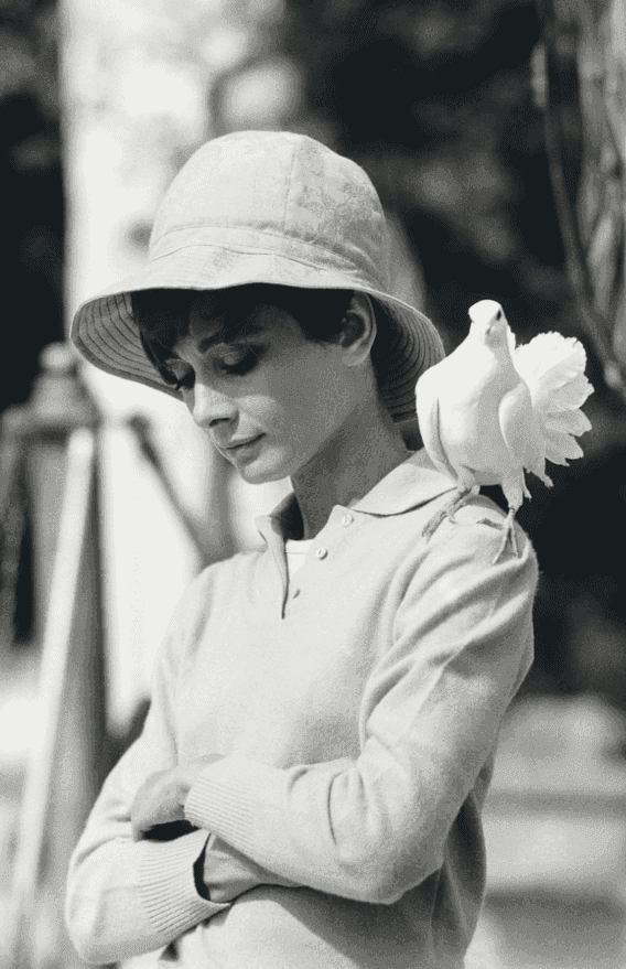 Terry O'Neill, ‘Hepburn with Dove’, 1967, Print, Silvergelatin, null, 