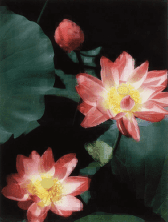 Thomas Ruff, ‘Lotus Flower’, 2019, Print, Pigment ink on paper, null, Numbered