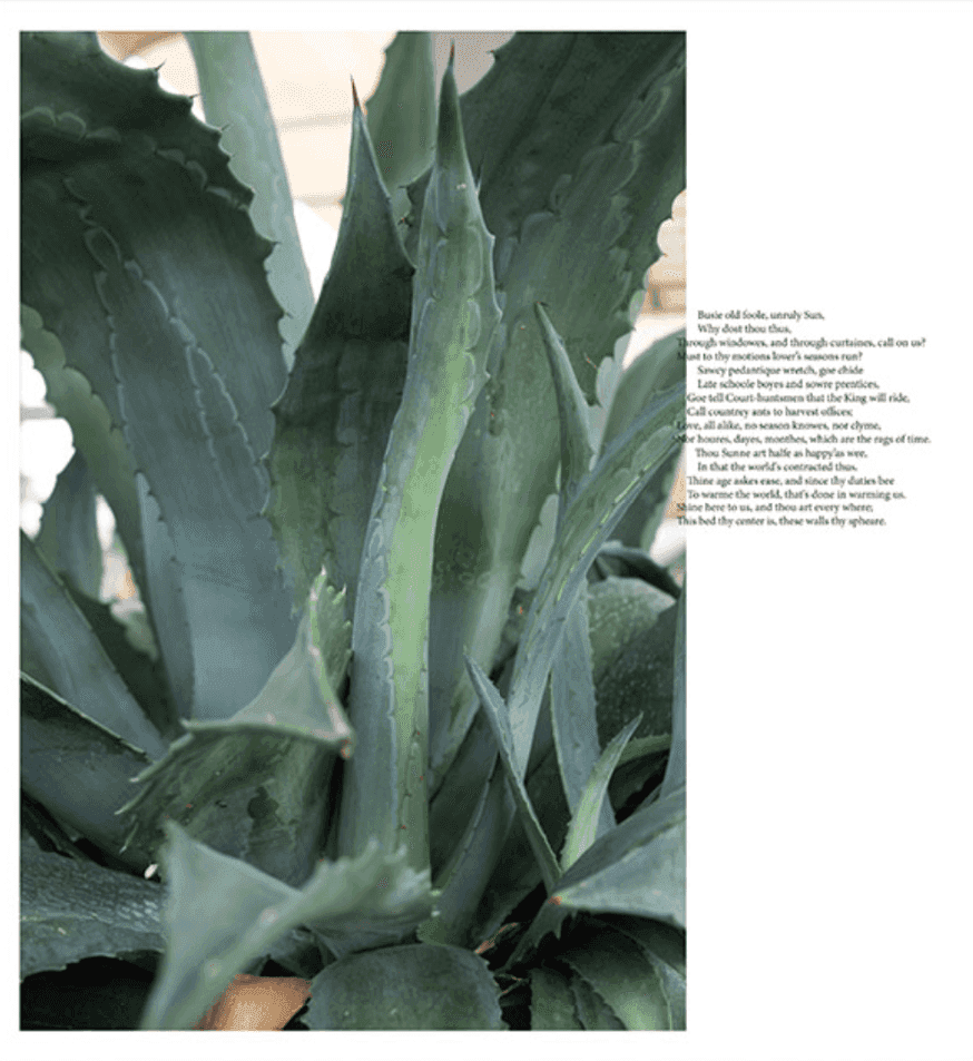 Wolfgang Tillmans, ‘Agave’, 2020, Print, Inkjet print, null, Numbered
