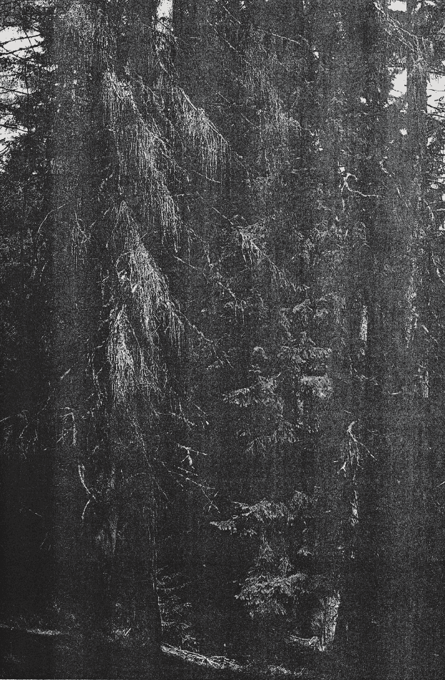 Wolfgang Tillmans, ‘Wald’, 2008, Print, Inkjet print on Hahnemühle Smooth Fine Art paper, null, Numbered