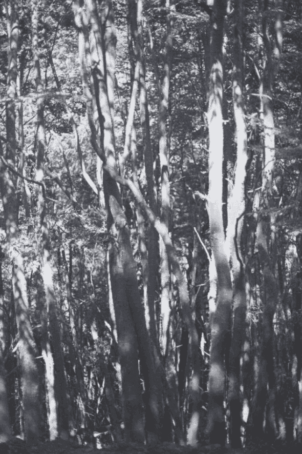 Wolfgang Tillmans, ‘Wald II’, 2010, Print, Laser print on 160gsm wove paper., null, Numbered