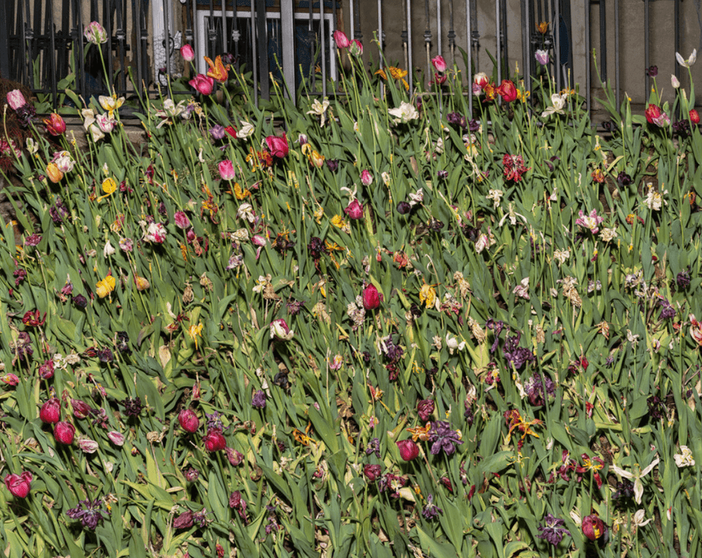 Alec Soth, ‘Garden I’, 2023, Print, Pigment print, null, 