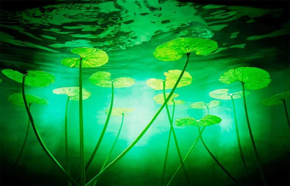 Chris Frazer Smith, ‘Lillies (Large)’, 2000, Print, C-Type Matte Print, null, 