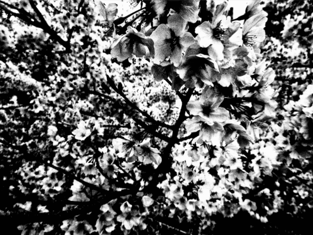 Daido Moriyama, ‘Ango’, 2017, Print, Gelatin silver print, null, 