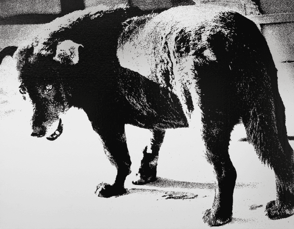 Daido Moriyama, ‘Misawa’, 2011, Print, Sikscreen printing on canvas., null, 