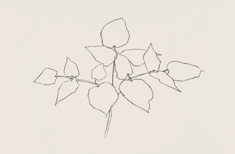 Ellsworth Kelly, ‘Woodland Plant’, 1979, Print, Lithograph on Arches Cover, null, Numbered