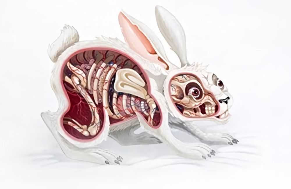 Nychos, ‘Lepus Pellis Os Omentum’, 2013, Print, Giclee Print, 1xRUN, 