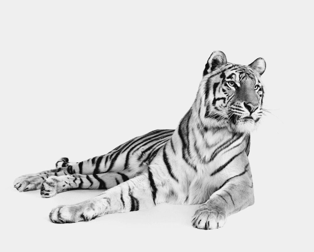 Randal Ford, ‘Bengal Tiger No. 3 (BW) (Small)’, 2024, Print, Digital C-Print on Archival Photographic Paper, null, 