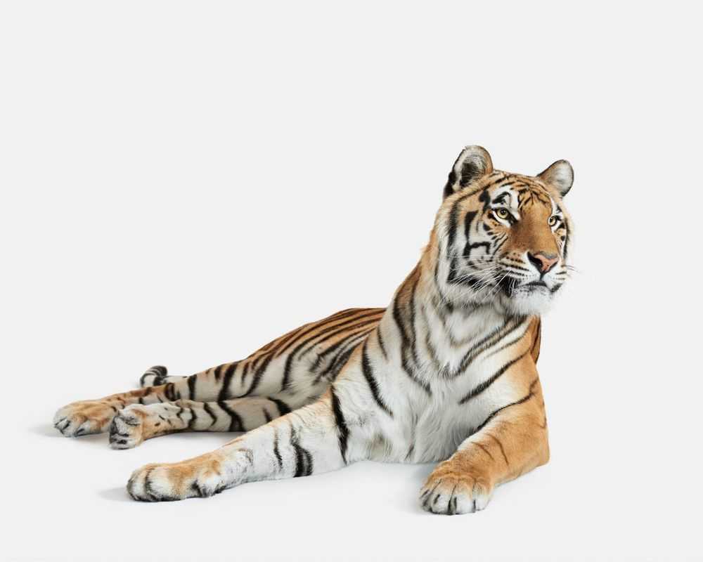 Randal Ford, ‘Bengal Tiger No. 3 (Small)’, 2018, Print, Digital C-Print on Archival Photographic Paper, null, 