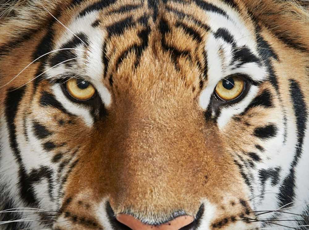 Randal Ford, ‘Bengal Tiger No. 4 (Small)’, 2018, Print, Digital C-Print on Archival Photographic Paper, null, 