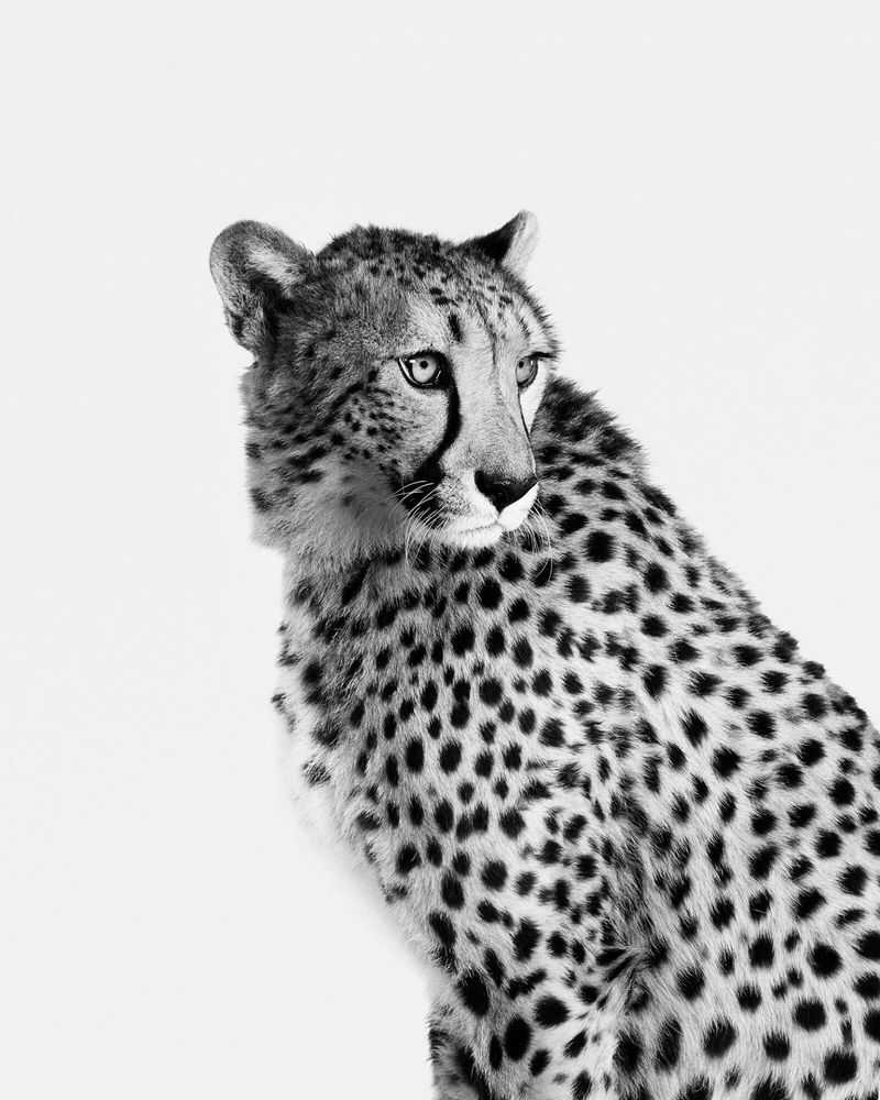 Randal Ford, ‘Cheetah No. 1 (BW) (Large)’, 2024, Print, Digital C-Print on Archival Photographic Paper, null, 