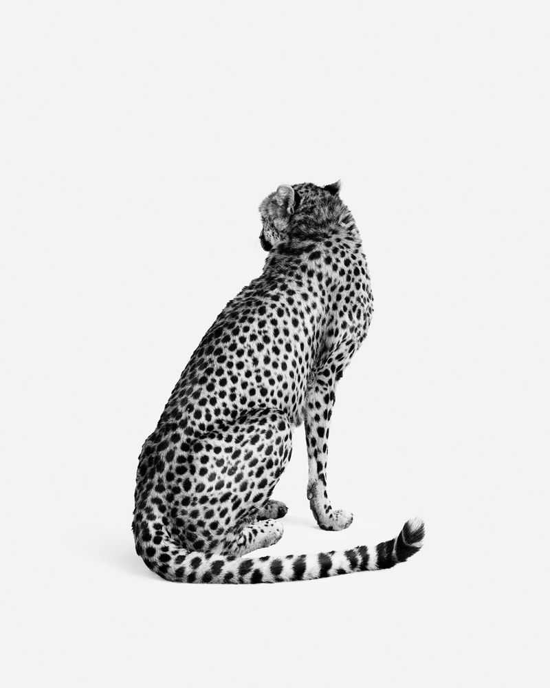 Randal Ford, ‘Cheetah No. 2 (BW) (Medium)’, 2024, Print, Digital C-Print on Archival Photographic Paper, null, 