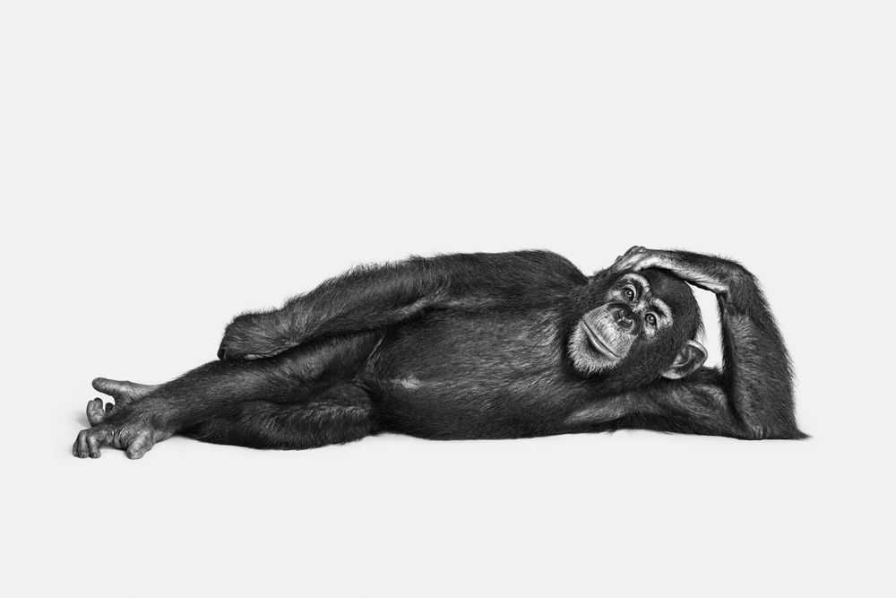 Randal Ford, ‘Chimpanzee No. 2 (BW) (Large)’, 2018, Print, Digital C-Print on Archival Photographic Paper, null, 