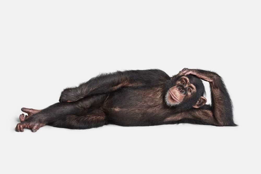Randal Ford, ‘Chimpanzee No. 2 (Medium)’, 2018, Print, Digital C-Print on Archival Photographic Paper, null, 
