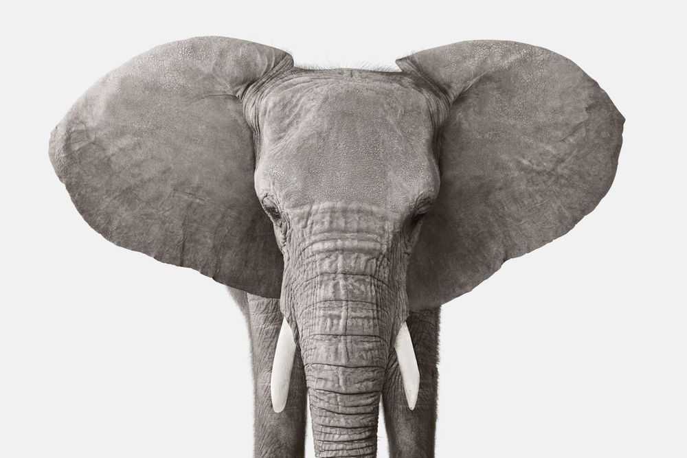 Randal Ford, ‘Elephant No. 3 (Small)’, 2018, Print, Digital C-Print on Archival Photographic Paper, null, 