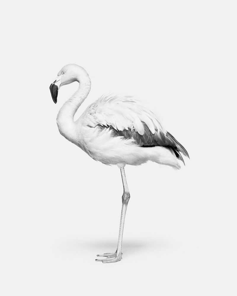 Randal Ford, ‘Flamingo No. 2 (BW) (Medium)’, 2024, Print, Digital C-Print on Archival Photographic Paper, null, 