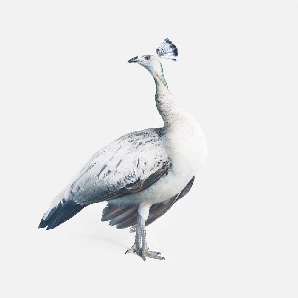 Randal Ford, ‘Gray Peacock No. 2 (Large)’, 2018, Print, Digital C-Print on Archival Photographic Paper, null, 