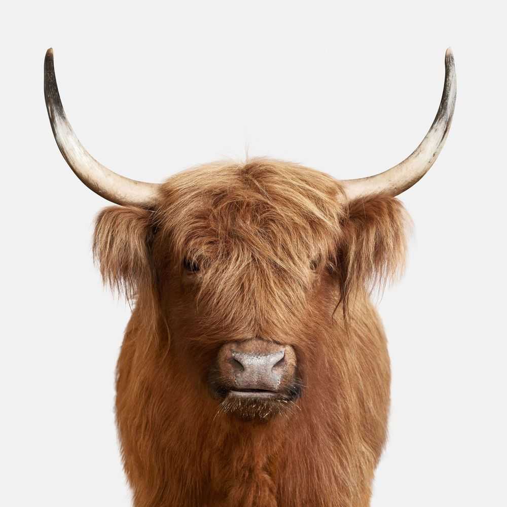 Randal Ford, ‘Highland Cow No. 3 (Medium)’, 2018, Print, Digital C-Print on Archival Photographic Paper, null, 
