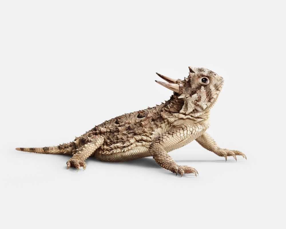 Randal Ford, ‘Horned Lizard No. 1 (Medium)’, 2018, Print, Digital C-Print on Archival Photographic Paper, null, 