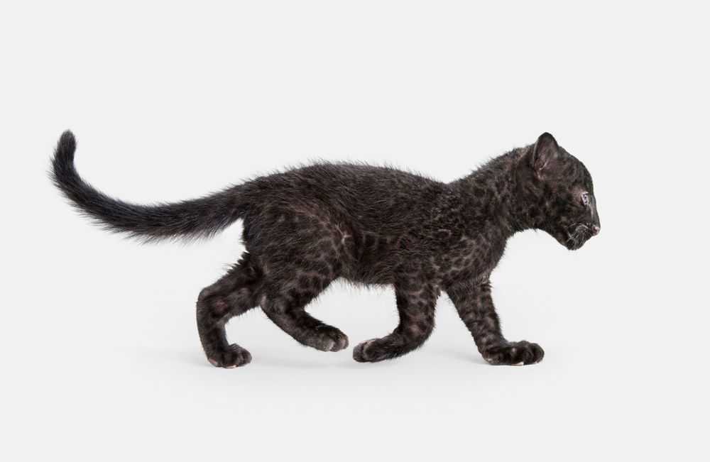 Randal Ford, ‘Leopard Cub (Large)’, 2018, Print, Digital C-Print on Archival Photographic Paper, null, 
